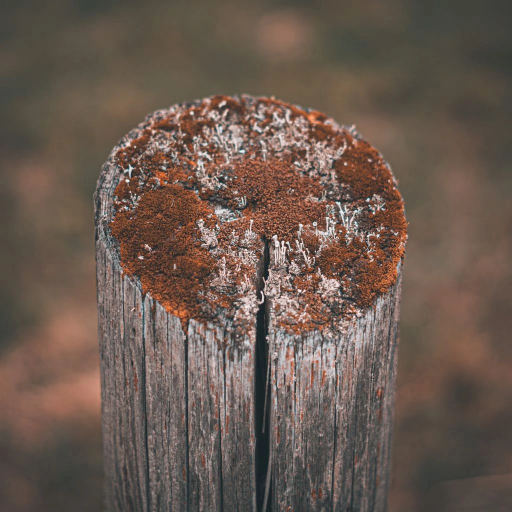 Weathered folk carvings of mythic spirit figures beside an open journal